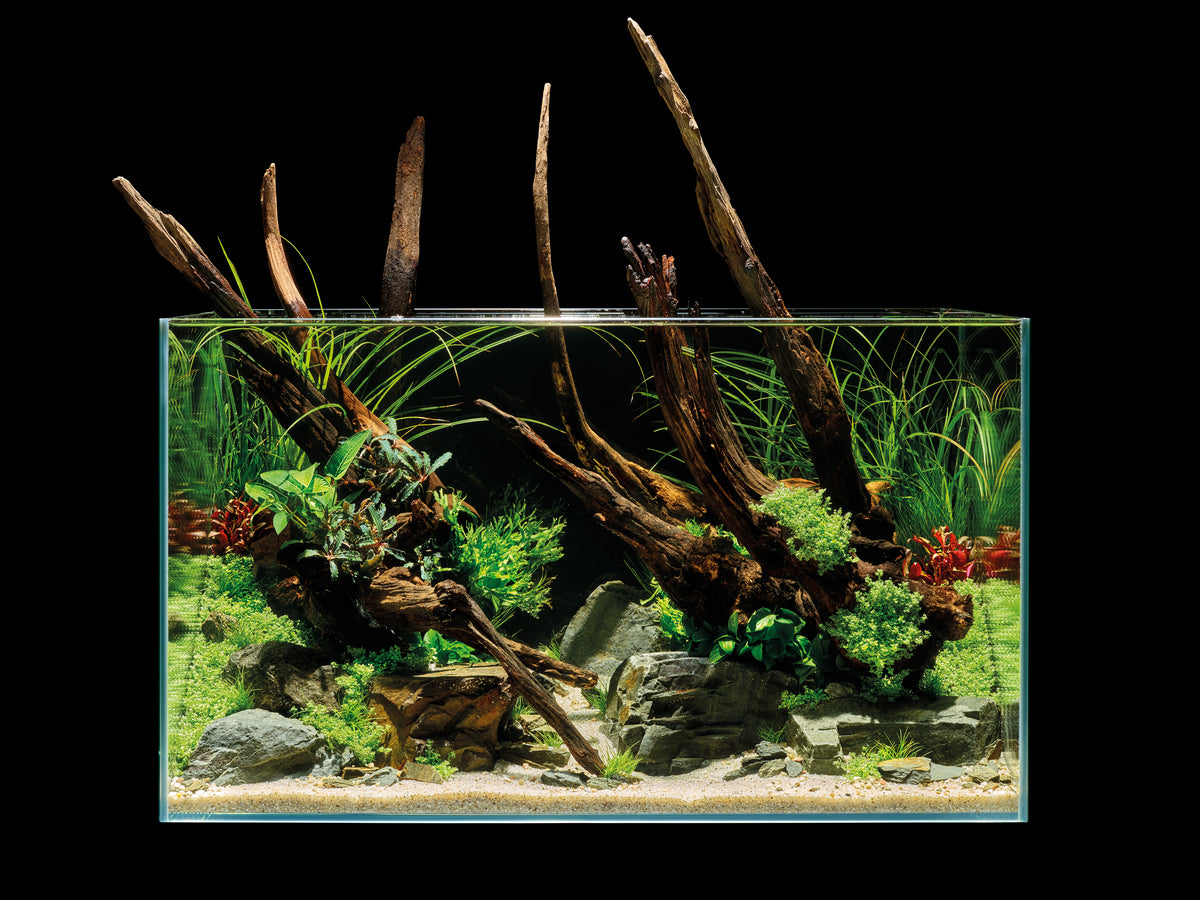 acquario d'acqua dolce aquascaping