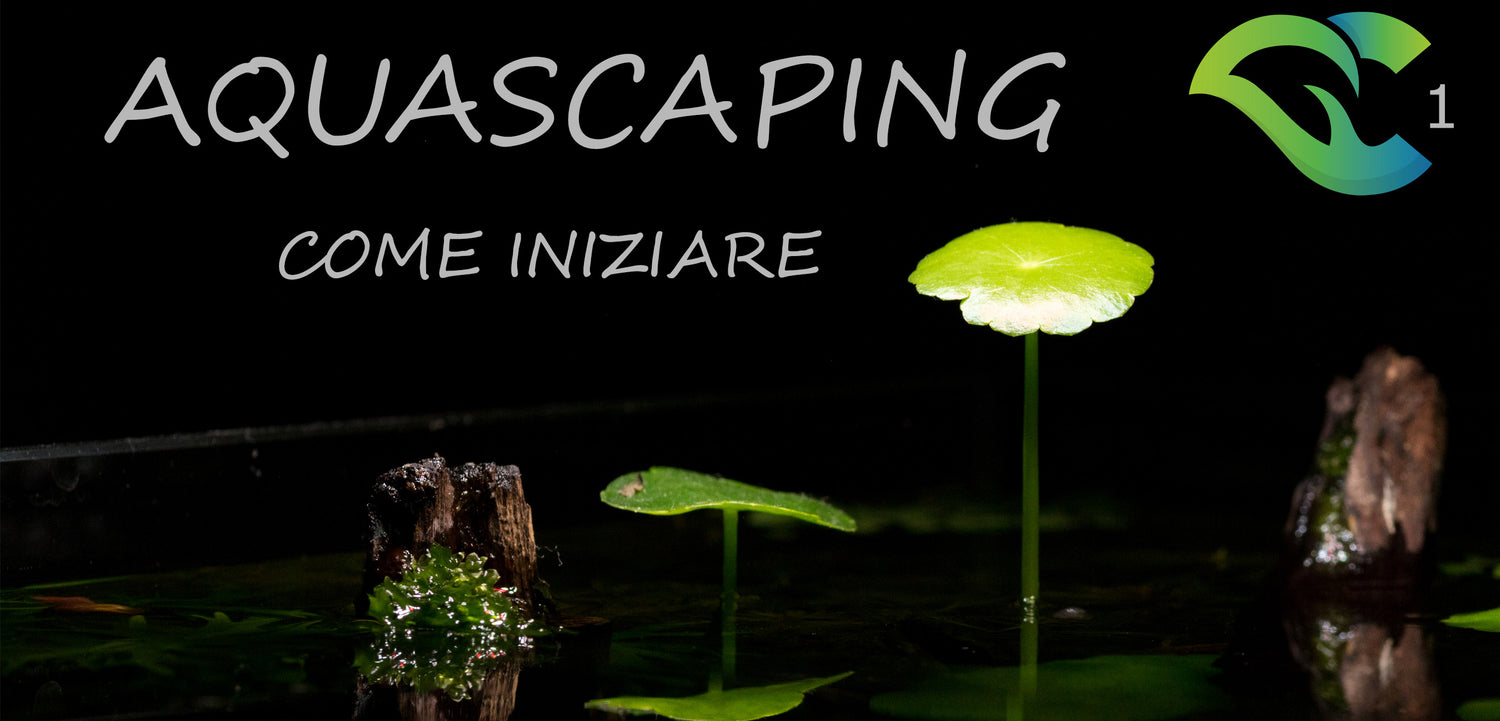 Cos'è l'aquascaping e come iniziare - lezione 1