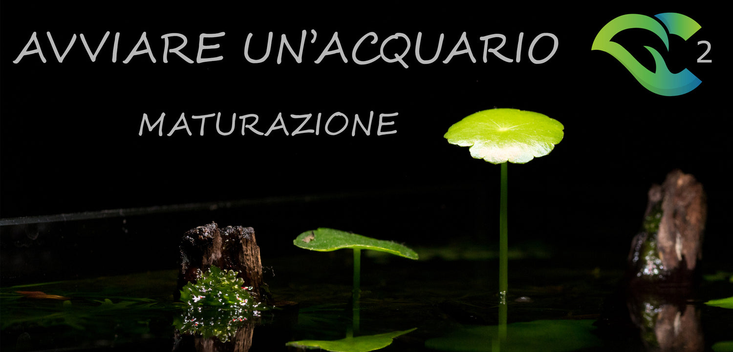 Avviare un acquario e maturazione - lezione 2