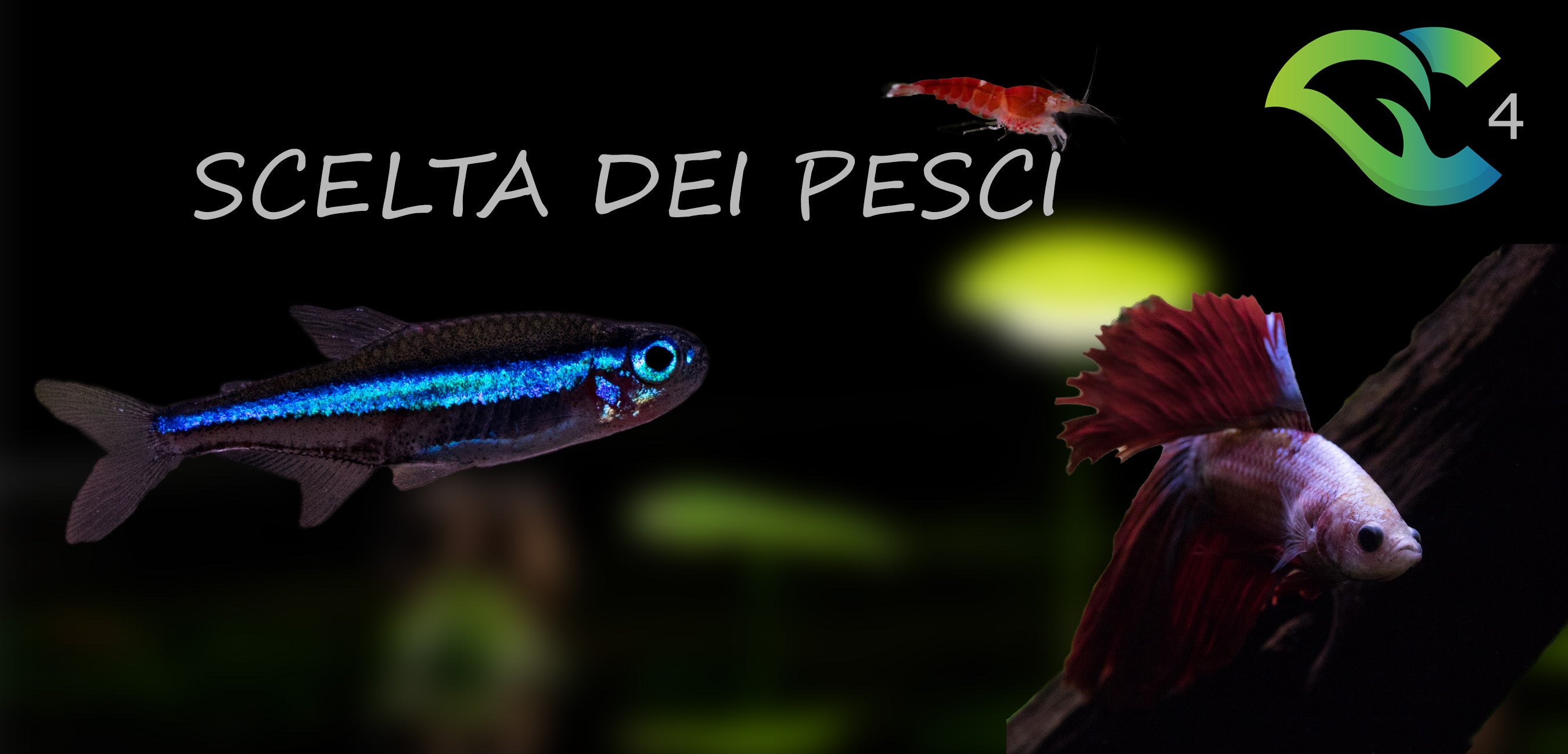 Scelta dei pesci in acquario - lezione 4