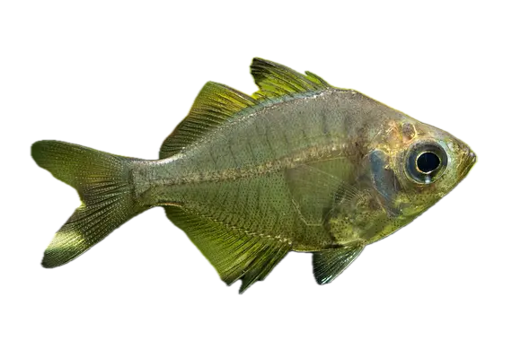 Parambassis ranga - Glassfish