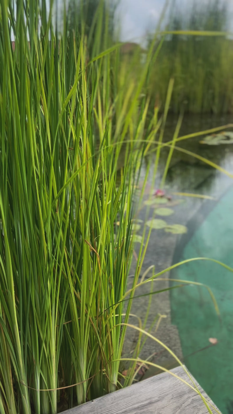 video bio-piscine e laghetti 