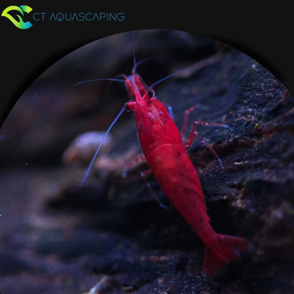 Caridina 'red sakura'