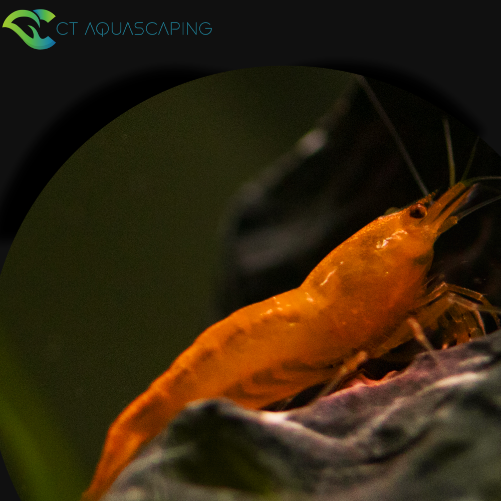 Caridina 'orange'