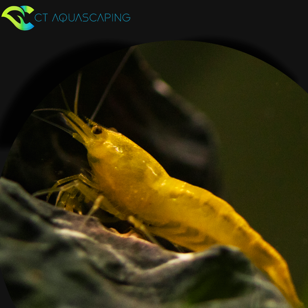 Caridina 'yellow'